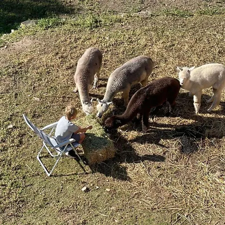 Apartamento Experience Alpacas In Andalucia Córdova