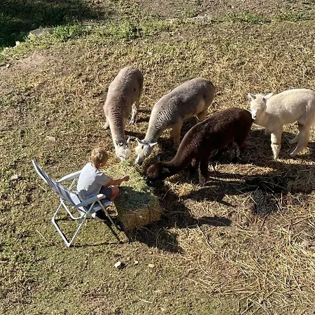 Casa de Campo Experience Alpacas In Andalucia Córdova