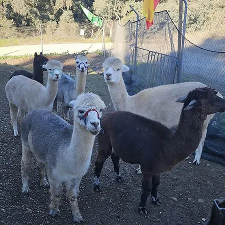 Experience Alpacas In Andalucia Hétvégi ház
