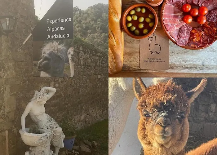 Experience Alpacas In Andalucia