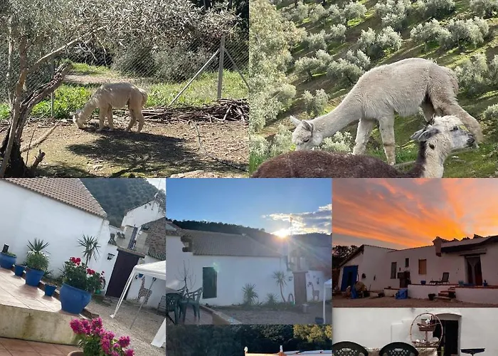 Experience Alpacas In Andalucia
