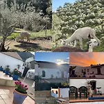 Experience Alpacas In Andalucia