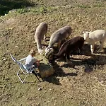 Séjour à la campagne Experience Alpacas In Andalucia Cordoue