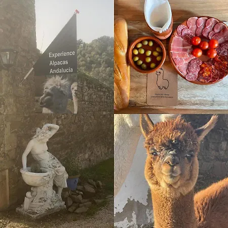Experience Alpacas In Andalucia