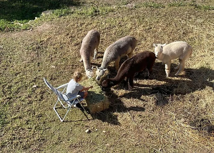 乡村民宿 Experience Alpacas In Andalucia 科爾多瓦