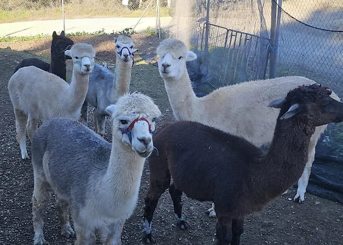 Experience Alpacas In Andalucia 乡村民宿