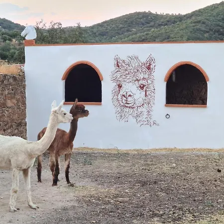 Experience Alpacas In Andalucia カントリーハウス *